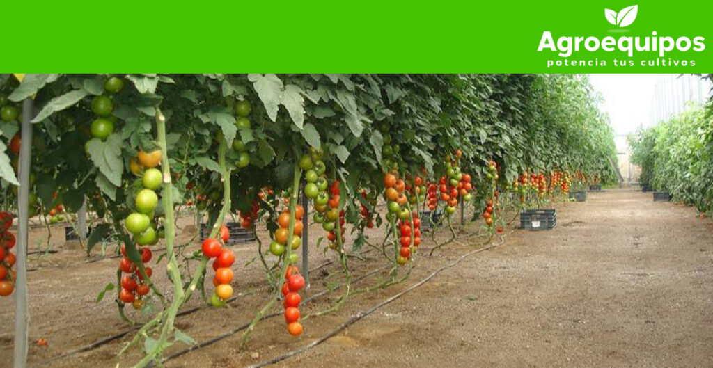 Principales plagas y enfermedades del cultivo del tomate