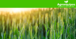 Principales plagas y enfermedades del cultivo del trigo